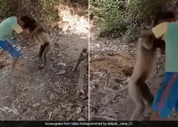 Little Boy Fight With Langur Threw It A Lot Would Never Have Seen Such A Fight See Viral Video – लंगूर से भिड़ गया लड़का, गुस्से में खूब उठाकर पटका, कभी नहीं देखी होगी ऐसी जबरदस्त Fight