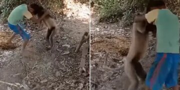 Little Boy Fight With Langur Threw It A Lot Would Never Have Seen Such A Fight See Viral Video – लंगूर से भिड़ गया लड़का, गुस्से में खूब उठाकर पटका, कभी नहीं देखी होगी ऐसी जबरदस्त Fight