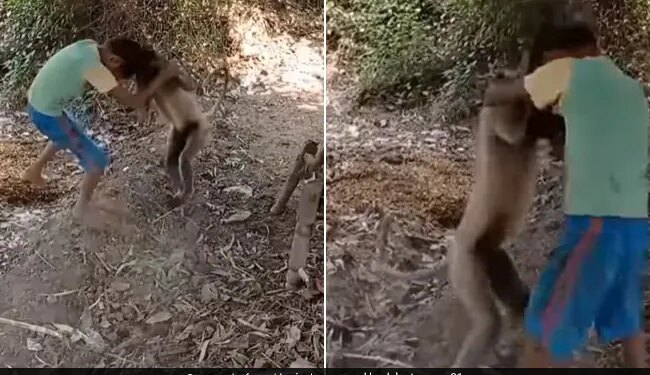 Little Boy Fight With Langur Threw It A Lot Would Never Have Seen Such A Fight See Viral Video – लंगूर से भिड़ गया लड़का, गुस्से में खूब उठाकर पटका, कभी नहीं देखी होगी ऐसी जबरदस्त Fight