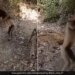 Little Boy Fight With Langur Threw It A Lot Would Never Have Seen Such A Fight See Viral Video – लंगूर से भिड़ गया लड़का, गुस्से में खूब उठाकर पटका, कभी नहीं देखी होगी ऐसी जबरदस्त Fight
