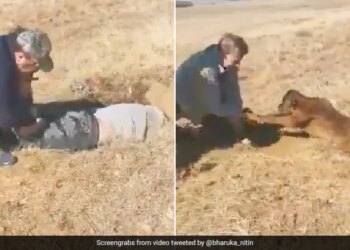 Man Saved The Life Of A Cow Calf By Entering A Narrow Pit Netizens Saluted Humanity After Watching The Video