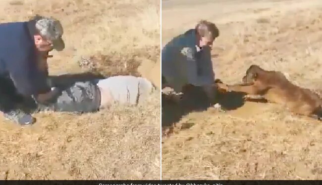 Man Saved The Life Of A Cow Calf By Entering A Narrow Pit Netizens Saluted Humanity After Watching The Video