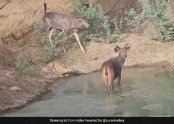Sambar And Leopard Were Seen Drinking Water Together In The Same Pond, IFS Said – Wild Animals Never Hunt For Game – एक साथ पानी पीते दिखे तेंदुआ और सांबर, अधिकारी ने कहा