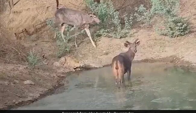 Sambar And Leopard Were Seen Drinking Water Together In The Same Pond, IFS Said – Wild Animals Never Hunt For Game – एक साथ पानी पीते दिखे तेंदुआ और सांबर, अधिकारी ने कहा