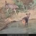 Sambar And Leopard Were Seen Drinking Water Together In The Same Pond, IFS Said – Wild Animals Never Hunt For Game – एक साथ पानी पीते दिखे तेंदुआ और सांबर, अधिकारी ने कहा