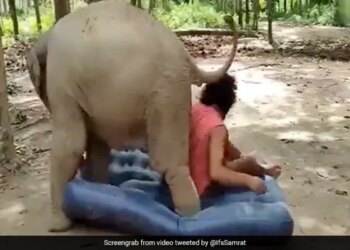 Elephant Fight With Man For Mattress Then What Happened Next Watch Hilarious Video – हाथी के गद्दे पर सो गया शख्स, देखते ही गजराज को आया गुस्सा, लात मार-मारकर कर दिया बुरा हाल और फिर…