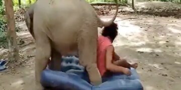 Elephant Fight With Man For Mattress Then What Happened Next Watch Hilarious Video – हाथी के गद्दे पर सो गया शख्स, देखते ही गजराज को आया गुस्सा, लात मार-मारकर कर दिया बुरा हाल और फिर…