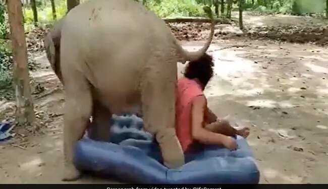 Elephant Fight With Man For Mattress Then What Happened Next Watch Hilarious Video – हाथी के गद्दे पर सो गया शख्स, देखते ही गजराज को आया गुस्सा, लात मार-मारकर कर दिया बुरा हाल और फिर…