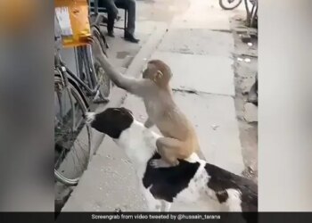 नमकीन का पैकेट चुराने के लिए बंदर मामा ने कुत्ते को बनाया अपना दोस्त, फिर जो हुआ…