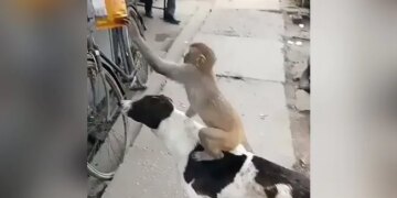 नमकीन का पैकेट चुराने के लिए बंदर मामा ने कुत्ते को बनाया अपना दोस्त, फिर जो हुआ…