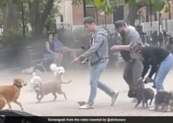 Watch: Dog Was Chasing Rat And People Helped Him Video Will Shock You | A Rat Surrounded By Many Dogs In A Park Of Newyork Video Viral In Internet