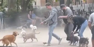 Watch: Dog Was Chasing Rat And People Helped Him Video Will Shock You | A Rat Surrounded By Many Dogs In A Park Of Newyork Video Viral In Internet
