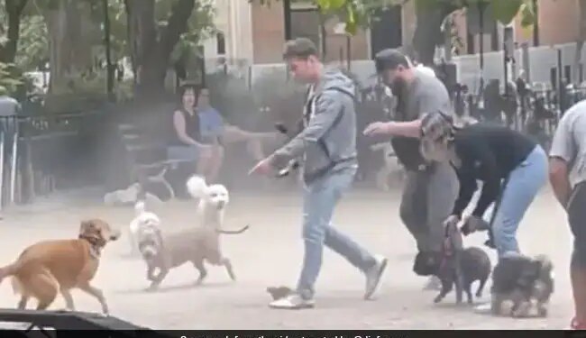Watch: Dog Was Chasing Rat And People Helped Him Video Will Shock You | A Rat Surrounded By Many Dogs In A Park Of Newyork Video Viral In Internet