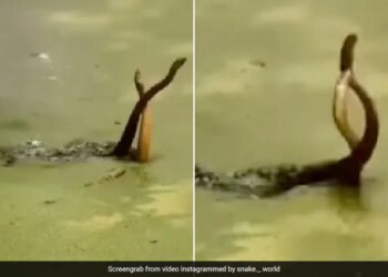 King Cobra Naag Nagin Romance Snakes Were Seen Wrapped Around Each Other Love Making Caught On Camera Shocking Video Viral