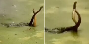 King Cobra Naag Nagin Romance Snakes Were Seen Wrapped Around Each Other Love Making Caught On Camera Shocking Video Viral