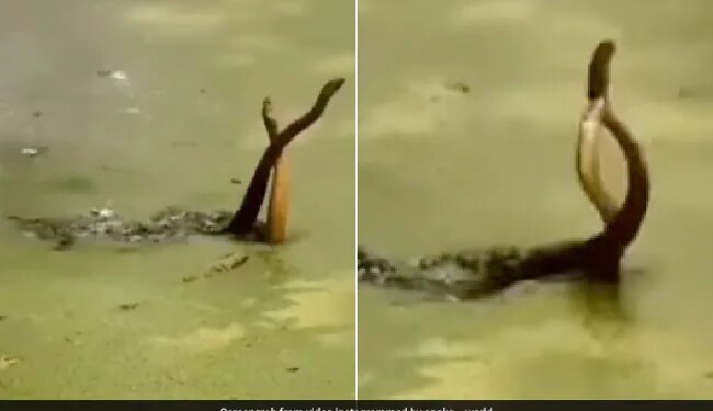 King Cobra Naag Nagin Romance Snakes Were Seen Wrapped Around Each Other Love Making Caught On Camera Shocking Video Viral