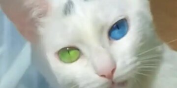 Cat With Different Eye Colour Video Viral On Social Media