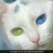 Cat With Different Eye Colour Video Viral On Social Media