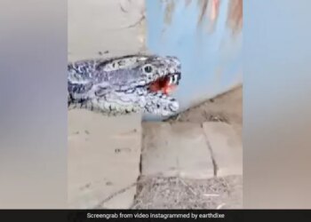 Watch: A Man Painted His Hand Like A Snake Video Goes Viral On Social Media