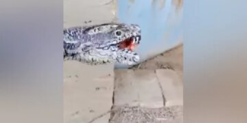 Watch: A Man Painted His Hand Like A Snake Video Goes Viral On Social Media