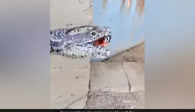 Watch: A Man Painted His Hand Like A Snake Video Goes Viral On Social Media