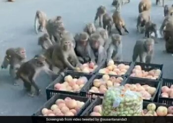 सड़क पर रखे फल लूट-लूट कर खाने लगे बंदर, वीडियो देख आपको आ जाएगी हंसी
