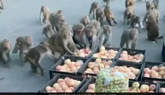 सड़क पर रखे फल लूट-लूट कर खाने लगे बंदर, वीडियो देख आपको आ जाएगी हंसी