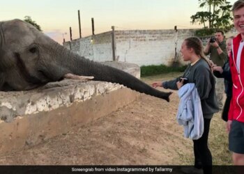 Elephant Attack On Girl When She Clicked The Photo Of Animal Then What Happened Next Watch Shocking Viral Video – लड़की मोबाइल से खींच रही थी फोटो, गुस्सा गया हाथी, किया जबरदस्त हमला और फिर जो हुआ…