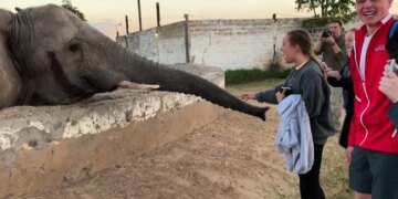 Elephant Attack On Girl When She Clicked The Photo Of Animal Then What Happened Next Watch Shocking Viral Video – लड़की मोबाइल से खींच रही थी फोटो, गुस्सा गया हाथी, किया जबरदस्त हमला और फिर जो हुआ…