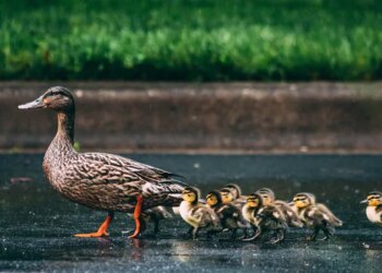 UK Man Surrenders To Police Over Duckling Hit And Run Case After Social Media Outrage – बत्तख के चूज़े कुचलने के जुर्म में पुलिस के सामने आत्मसमर्पण, सोशल मीडिया पर गुस्से का हुआ था शिकार