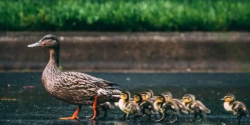 UK Man Surrenders To Police Over Duckling Hit And Run Case After Social Media Outrage – बत्तख के चूज़े कुचलने के जुर्म में पुलिस के सामने आत्मसमर्पण, सोशल मीडिया पर गुस्से का हुआ था शिकार
