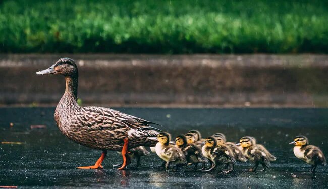 UK Man Surrenders To Police Over Duckling Hit And Run Case After Social Media Outrage – बत्तख के चूज़े कुचलने के जुर्म में पुलिस के सामने आत्मसमर्पण, सोशल मीडिया पर गुस्से का हुआ था शिकार