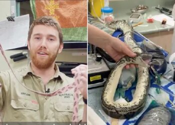 The Life Of The Python Was In Trouble By Swallowing The Dogs Leash, You Will Be Surprised To See The Video