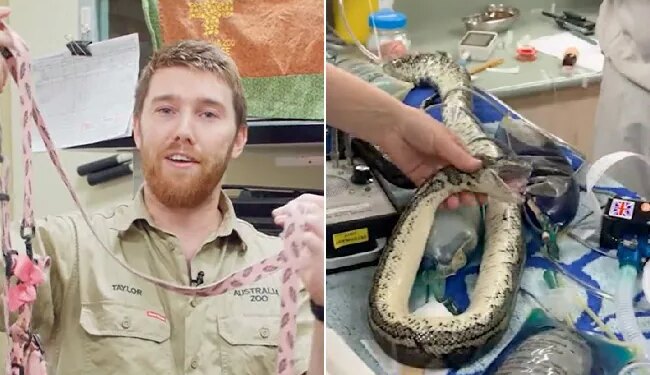 The Life Of The Python Was In Trouble By Swallowing The Dogs Leash, You Will Be Surprised To See The Video