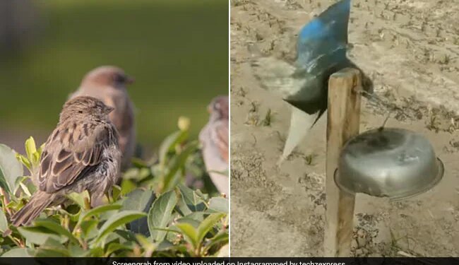 Farmer Made Such A Device To Drive Away Birds Engineers Will Be Surprised To See Video Viral On Social Media