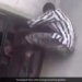 Bad Condition Of The Thief Who Entered The House For The Purpose Of Theft Watch The Viral Video
