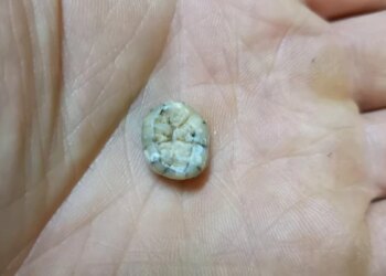 धरती पर रहती थी इंसानों जैसी ही दूसरी प्रजातियां, गुफा में मिला 1,30,000 साल पुराना बच्चे का दांत, जानिए क्या कहती है रिसर्च