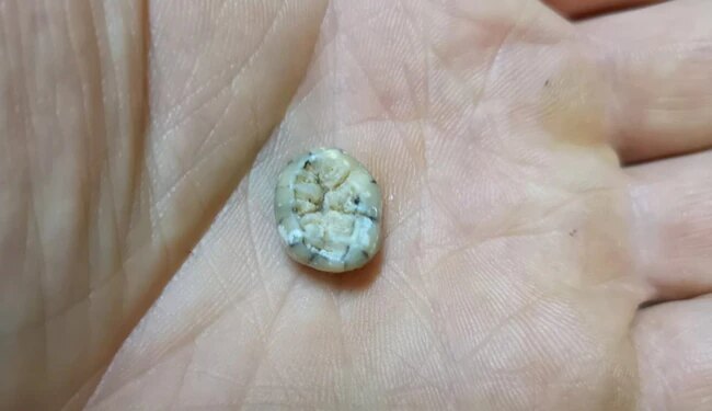 धरती पर रहती थी इंसानों जैसी ही दूसरी प्रजातियां, गुफा में मिला 1,30,000 साल पुराना बच्चे का दांत, जानिए क्या कहती है रिसर्च