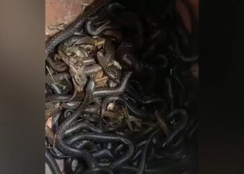 Shocking Swarm Of Snakes Found In The House Villagers Shocked Of Ambedkar Nagar Of UP – घर के अंदर रखे बर्तन में मिले सैकड़ों सांप, देखकर लोगों के उड़े होश, दहशत में आ गया पूरा गांव
