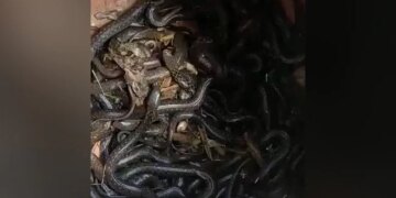 Shocking Swarm Of Snakes Found In The House Villagers Shocked Of Ambedkar Nagar Of UP – घर के अंदर रखे बर्तन में मिले सैकड़ों सांप, देखकर लोगों के उड़े होश, दहशत में आ गया पूरा गांव