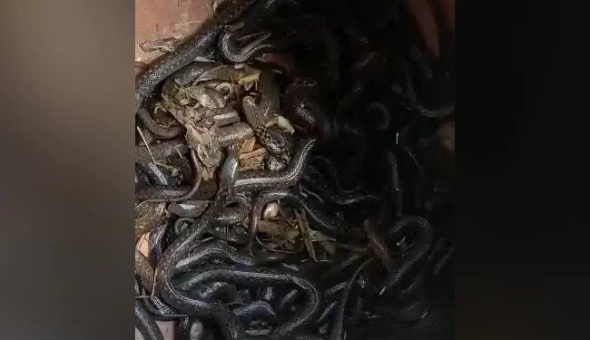 Shocking Swarm Of Snakes Found In The House Villagers Shocked Of Ambedkar Nagar Of UP – घर के अंदर रखे बर्तन में मिले सैकड़ों सांप, देखकर लोगों के उड़े होश, दहशत में आ गया पूरा गांव