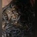 Shocking Swarm Of Snakes Found In The House Villagers Shocked Of Ambedkar Nagar Of UP – घर के अंदर रखे बर्तन में मिले सैकड़ों सांप, देखकर लोगों के उड़े होश, दहशत में आ गया पूरा गांव
