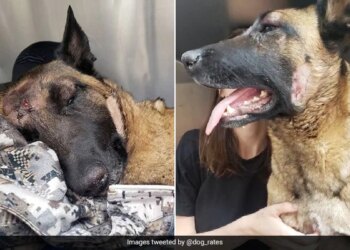 The Dog Fought To Save His Mistress From The Lion, Stood Firm Even When Injured, People Are Saluting!