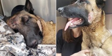 The Dog Fought To Save His Mistress From The Lion, Stood Firm Even When Injured, People Are Saluting!