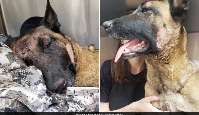 The Dog Fought To Save His Mistress From The Lion, Stood Firm Even When Injured, People Are Saluting!