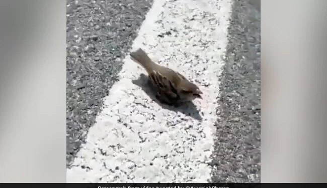 प्यास से तड़प रही थी छोटी गौरैया, इस शख्स ने पानी पिलाकर पेश की मानवता की मिसाल