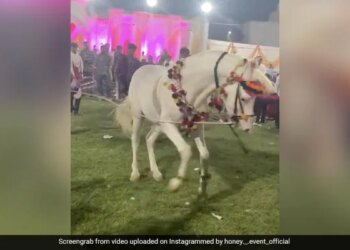 During The Wedding, The Horse Did A Great Dance, Watching The Video, You Will Say – Wow What Is The Matter? – शादी के दौरान घोड़े ने की जबर्दस्त डांस, वीडियो देख कहिएगा
