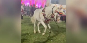 During The Wedding, The Horse Did A Great Dance, Watching The Video, You Will Say – Wow What Is The Matter? – शादी के दौरान घोड़े ने की जबर्दस्त डांस, वीडियो देख कहिएगा