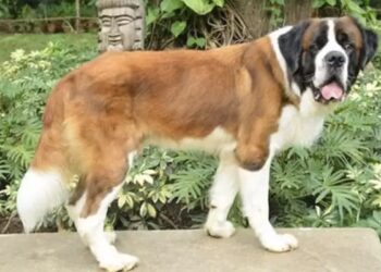 This Dog Works In A Fivestar Hotel Attends Meetings And Draws A Hefty Salary