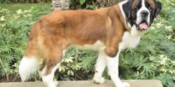 This Dog Works In A Fivestar Hotel Attends Meetings And Draws A Hefty Salary